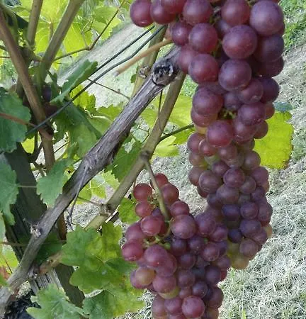 Vakantiehuis Kellerstoeckl Am Rosenberg *