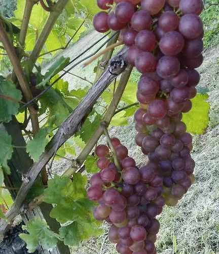 펜션 Kellerstoeckl Am Rosenberg *